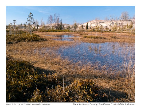 Wetland Area, Sandbanks Provincial Park, Ontario