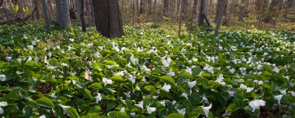 Trilliums, University of Guelph Arboretum, Guelph,  Ontario