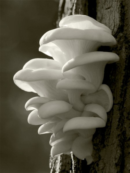 Tree fungus, the Arboretum, University of Guelph