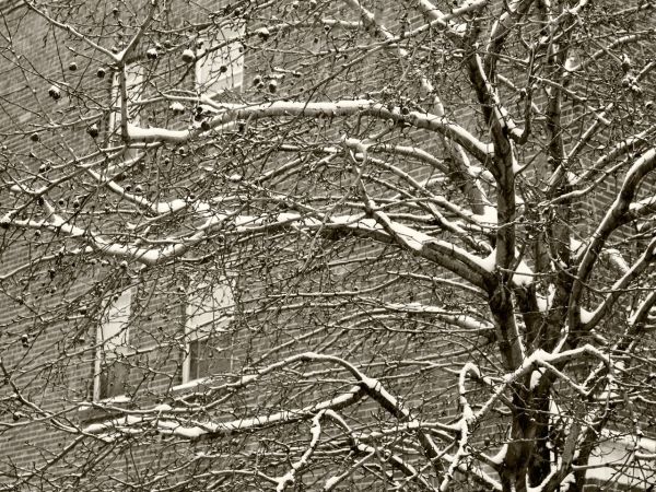 Crab in Snow, Sandy Hill, Ottawa, Ontario, Canada