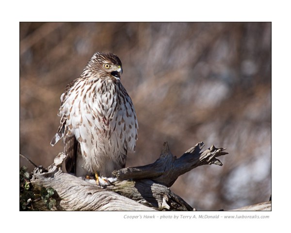 Cooper's Hawk