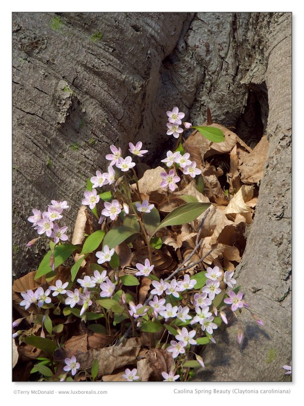 Carolina Spring Beauty