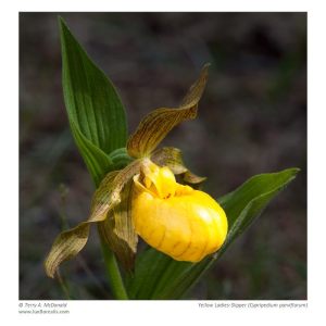 Yellow Ladies-Slipper (Cypripedium parviflorum), Dorcas Bay, Bruce Peninsula National Park, Ontario