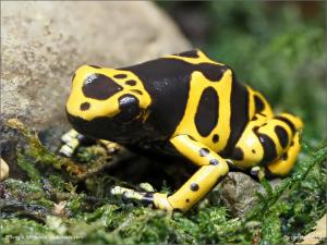 Poison dart frog