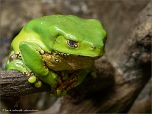 tmcdonald-luxborealis-p3230401