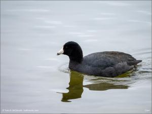 Coot