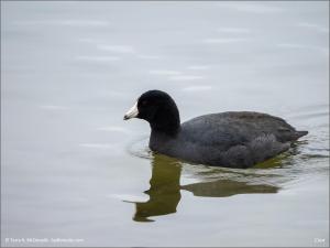Coot