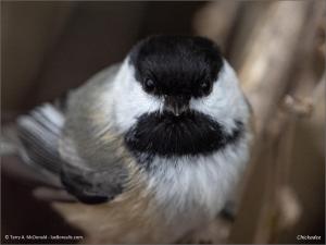 Chickadee