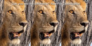 Lion-in-Tree-FeaturePhoto