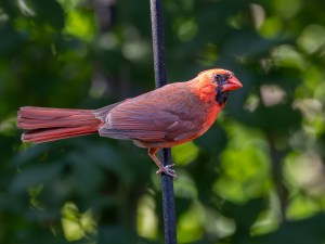 _OMR6632-Enhanced-NR-2