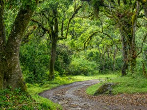 P9060396-Enhanced-NR