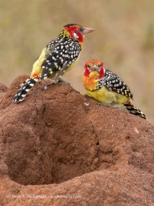 Red-and-yellow Barbet (Trachyphonus erythrocephalus)