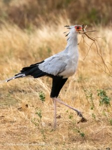 Secretary Bird with nesting&nbsp;material