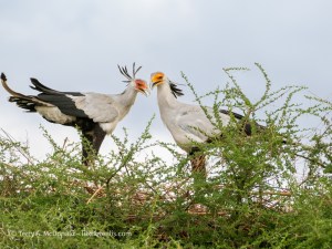 Nesting Secretarybirds (Sagittarius&nbsp;serpentarius)