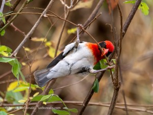 Red-headed Weaver stripping bark for nesting&nbsp;material