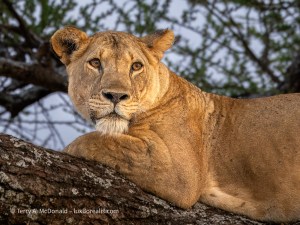 _A061253-TPZ-rawdenoise-sharpen