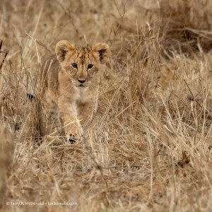 _A071311-2-TPZ-rawdenoise-sharpen