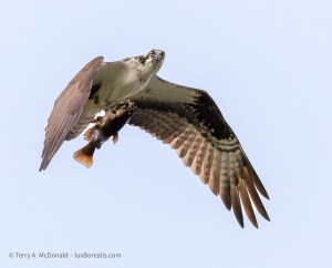 _OMR5986-DxO_DeepPRIME 3