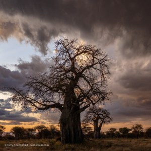 African Baobabs (Adansonia digitata) at duskAfrican Baobabs&nbsp;(Ad