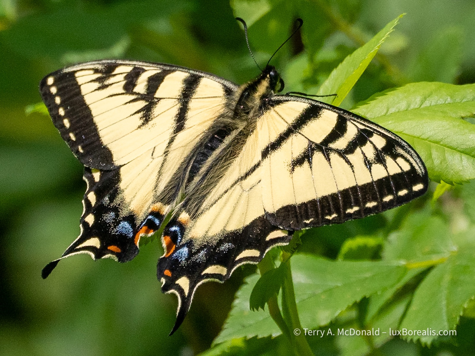 Canadian Tiger Swallowtail butterfly