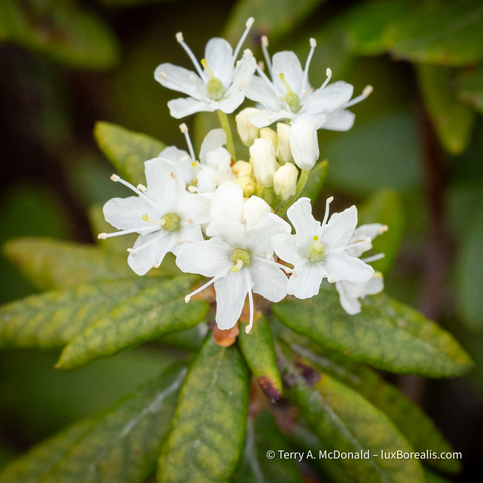 Labrador Tea flowers, a rhododendron native to Canada found in bogs