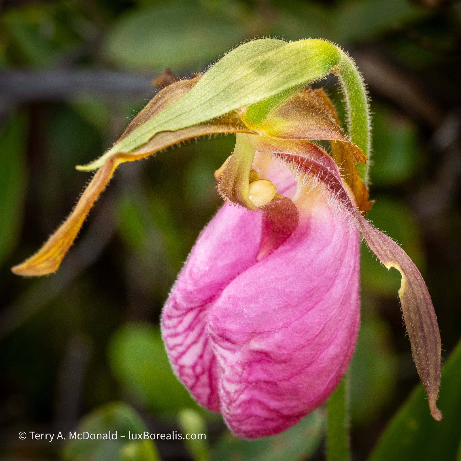 Pink Lady’s Slipper, an orchid native to Canada, found in bogs.