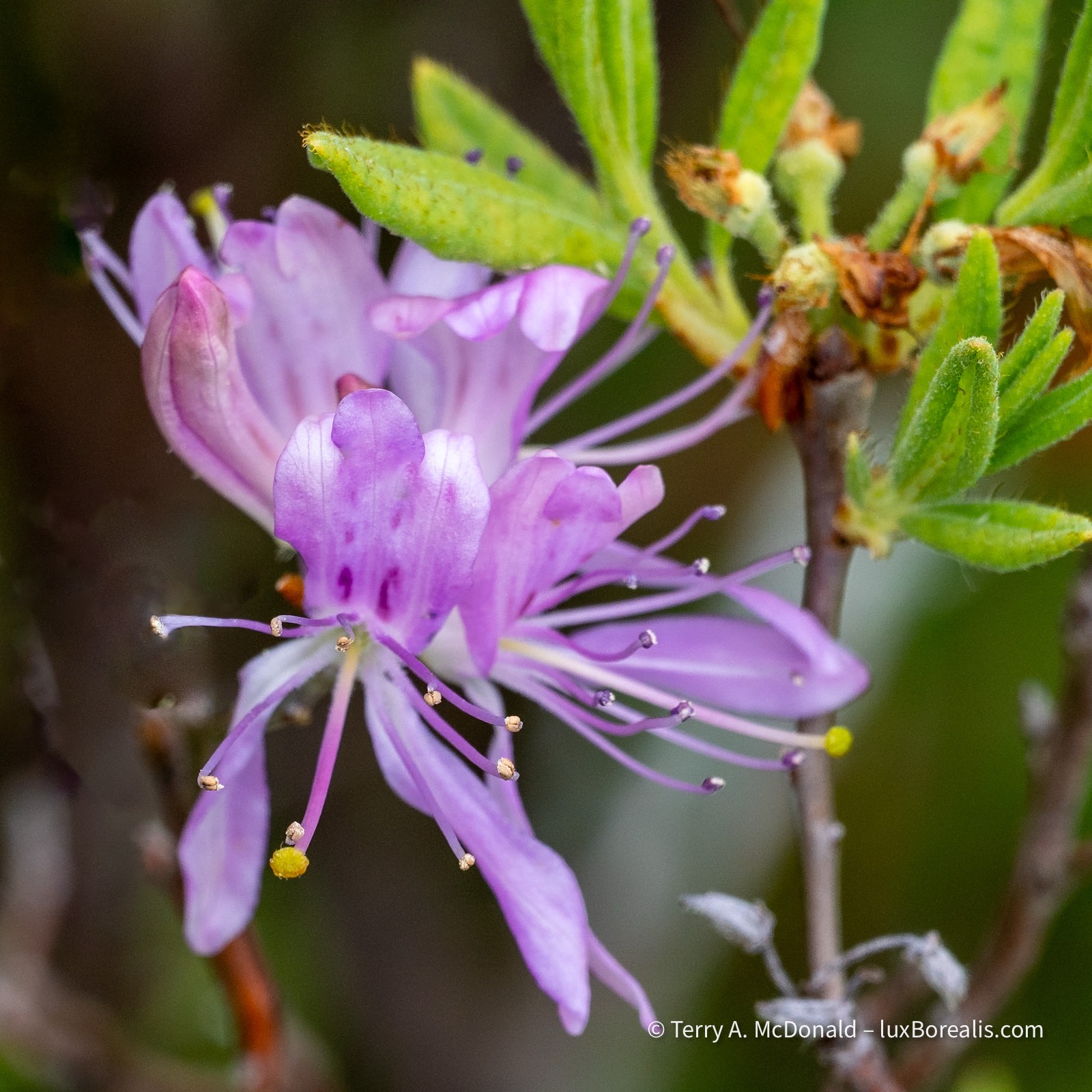 Rhodera, a native rhododendron found in bogs