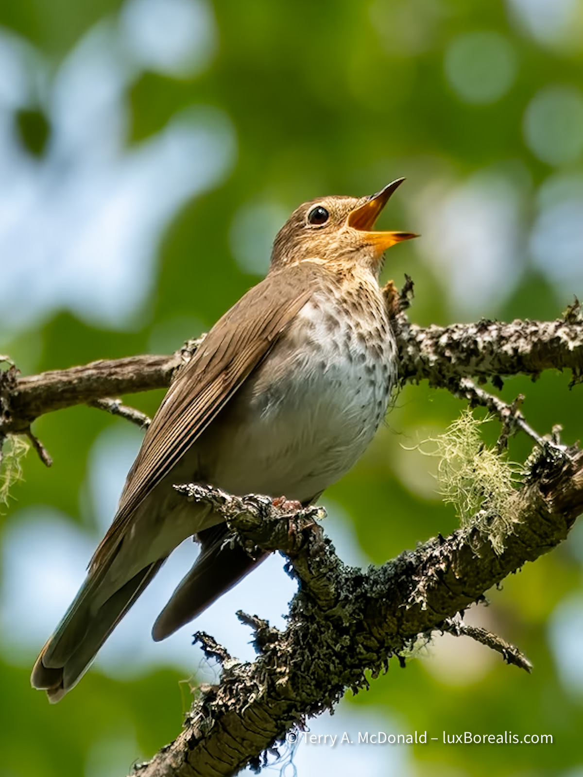 A Swainson’s Thrush singing in the forest