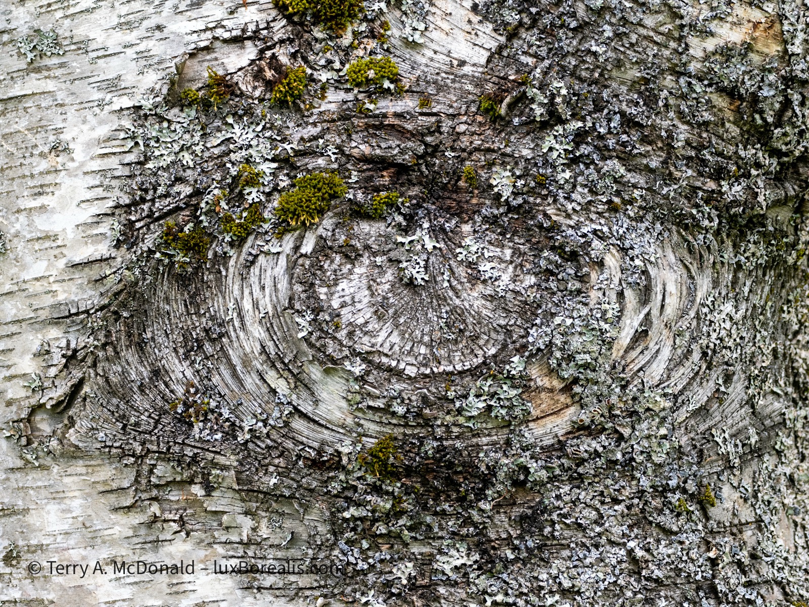 Détail: Birch tree trunk II