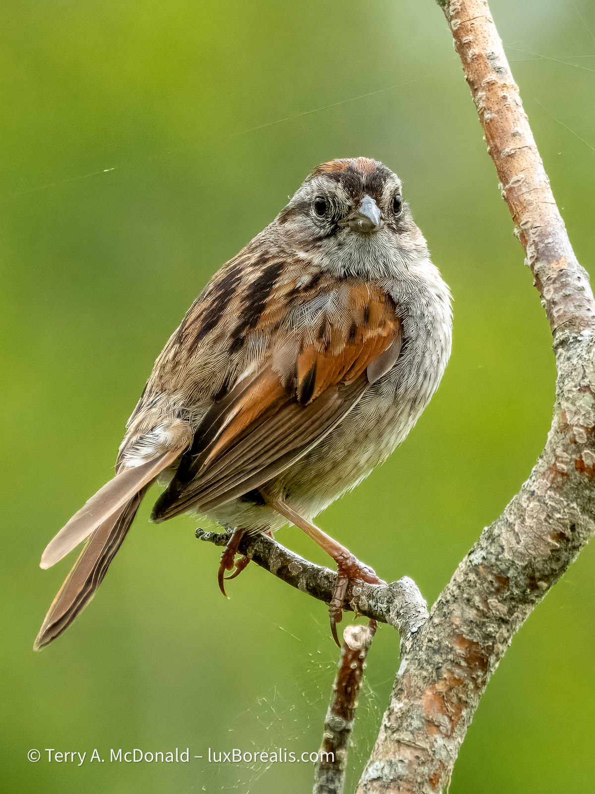 A Swamp Sparrow perching on a branch.