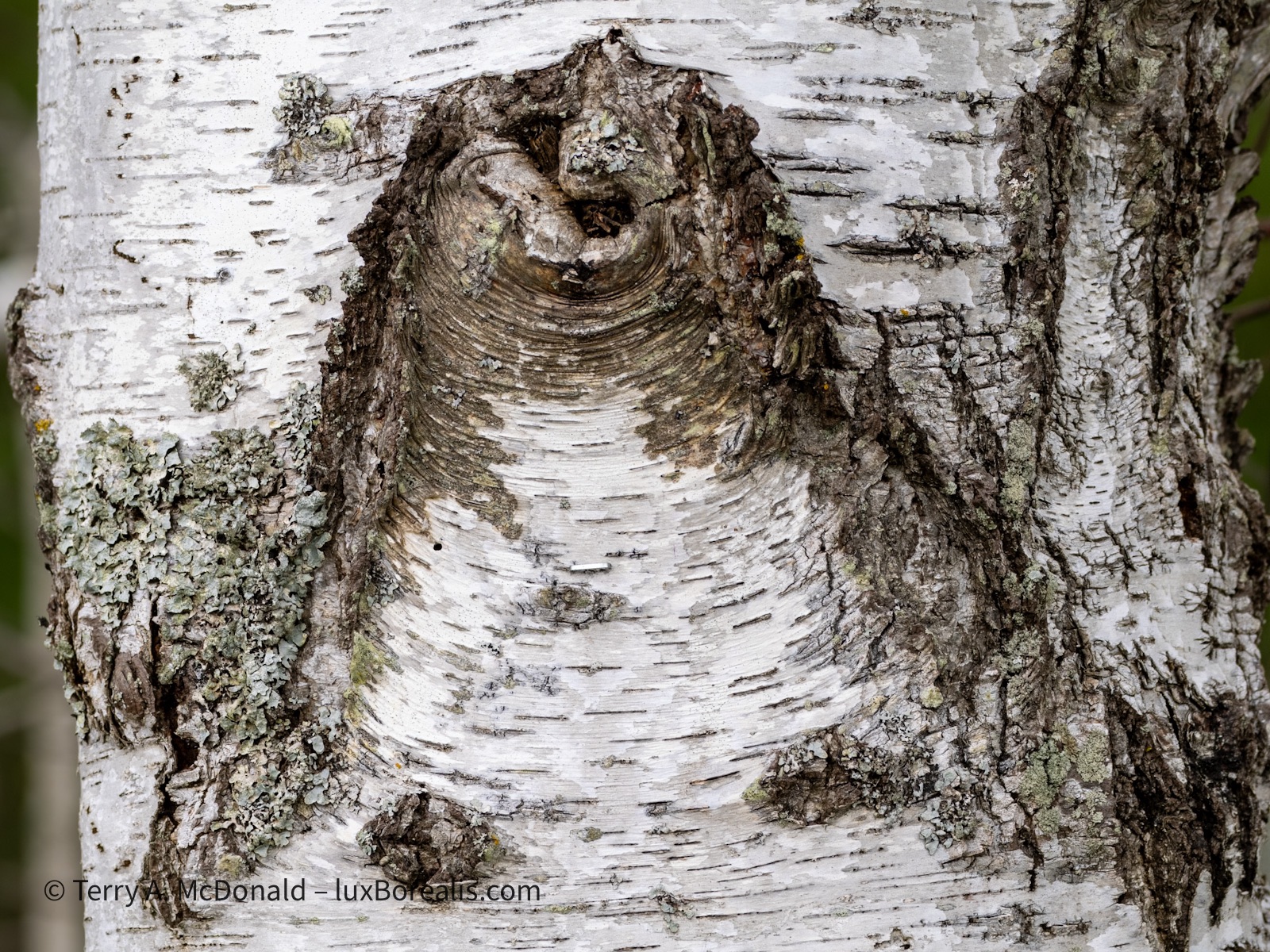 Détail: Birch tree trunk I