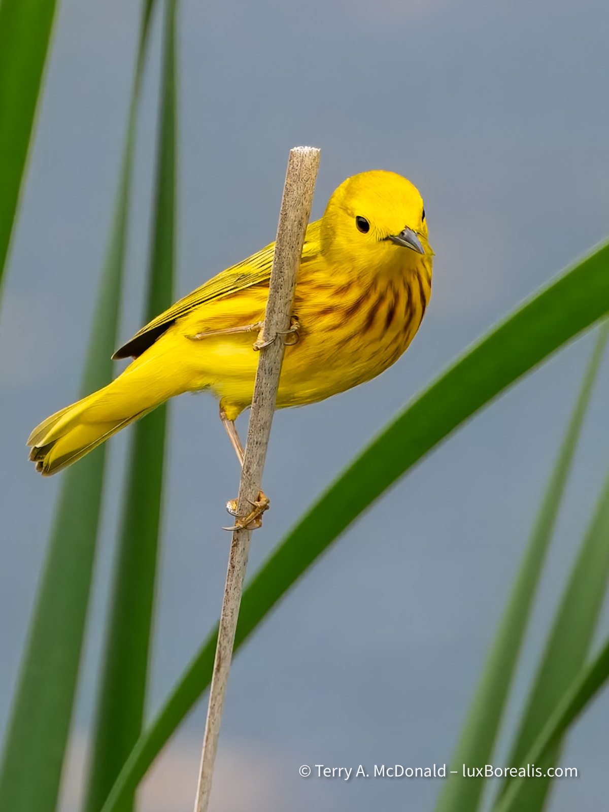 A Yellow Warbler perching on a cattail stem.