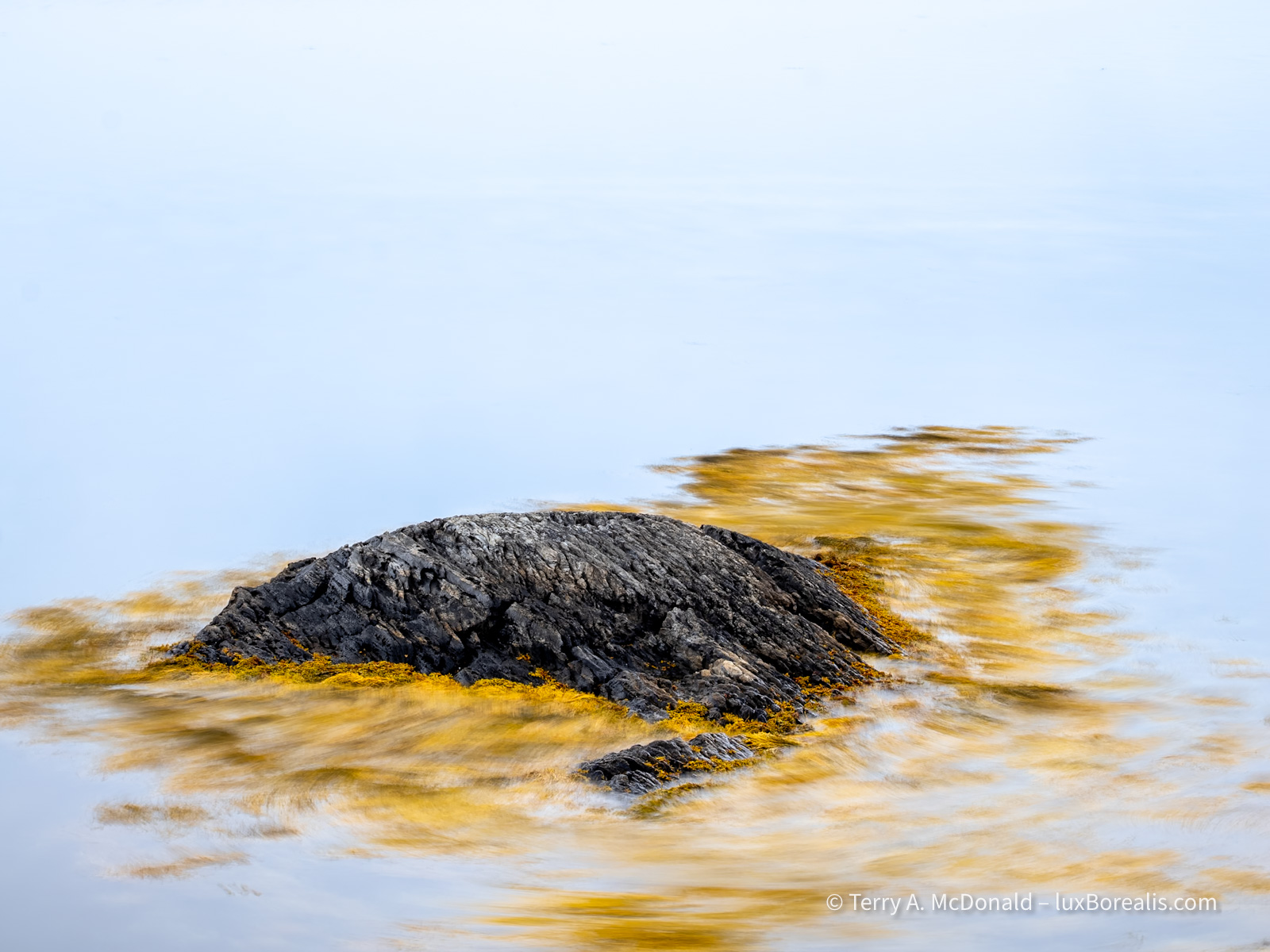 Rising Tide
Bright yellow rockweed is blurred by the movement of the rising tide against a backdrop of a large boulder and a smooth, blue ocean.