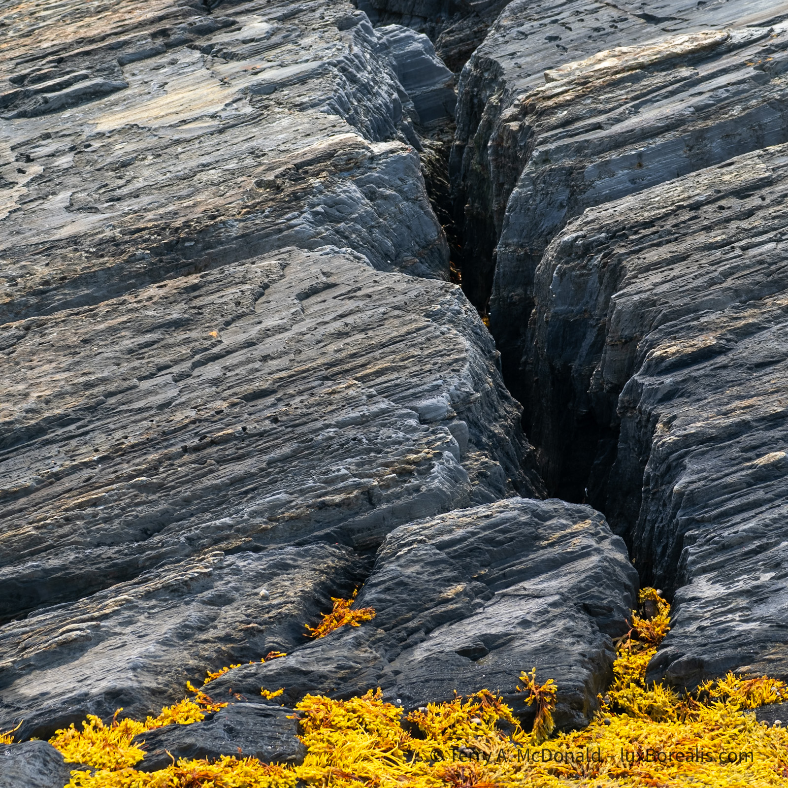 Detail, Blue Rocks III
A massive crack in the rocks runs down toward shoreline wither it meets a mat of bright yellow rockweed.