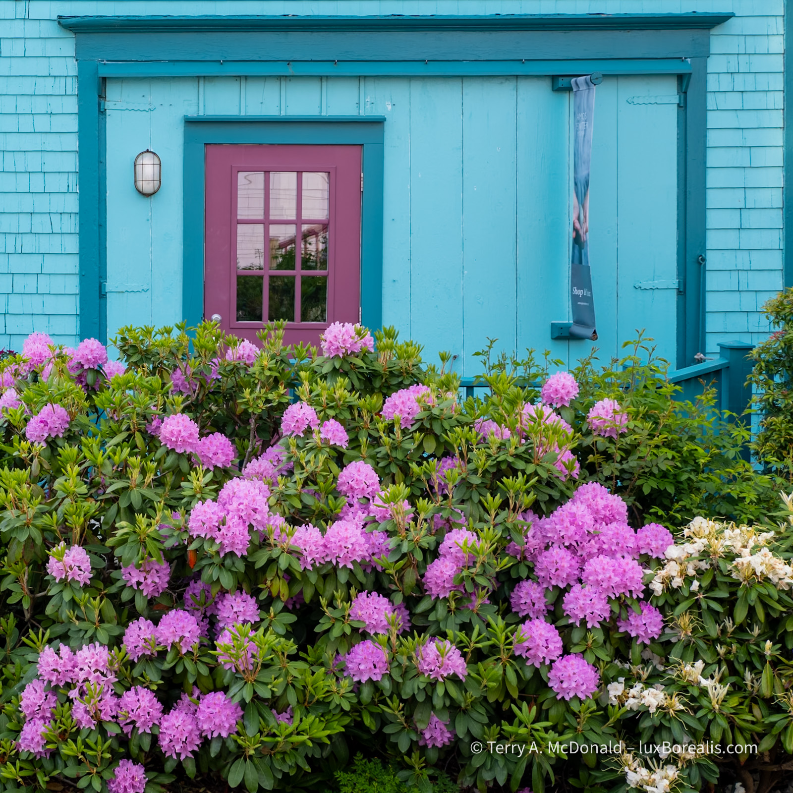 Rhododendrons and the Blue House, Mahone Bay
A mound of bright pink rhododendrons fills the foreground in front fo a bright turquoise house with a purple door.