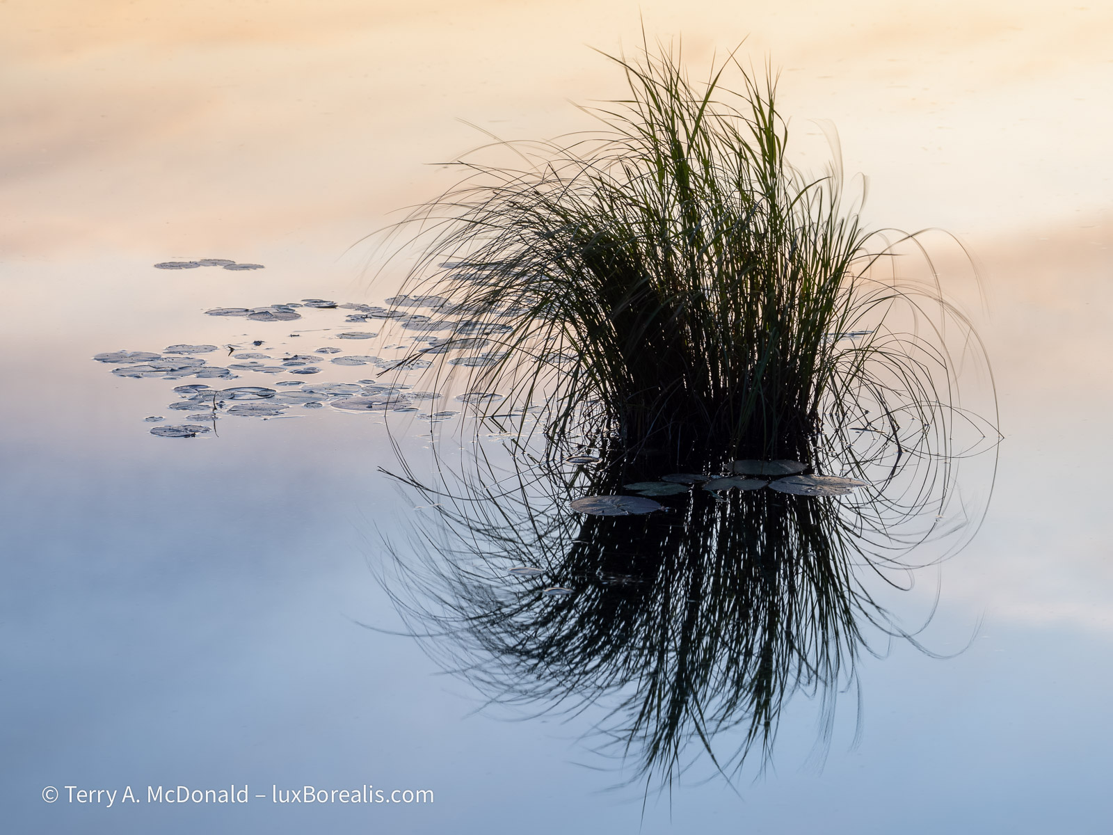 Grasses, Beaver Pond, Evening
A swirling stand of grasses is silhouetted agains the evening colours reflected off a beaver pond.