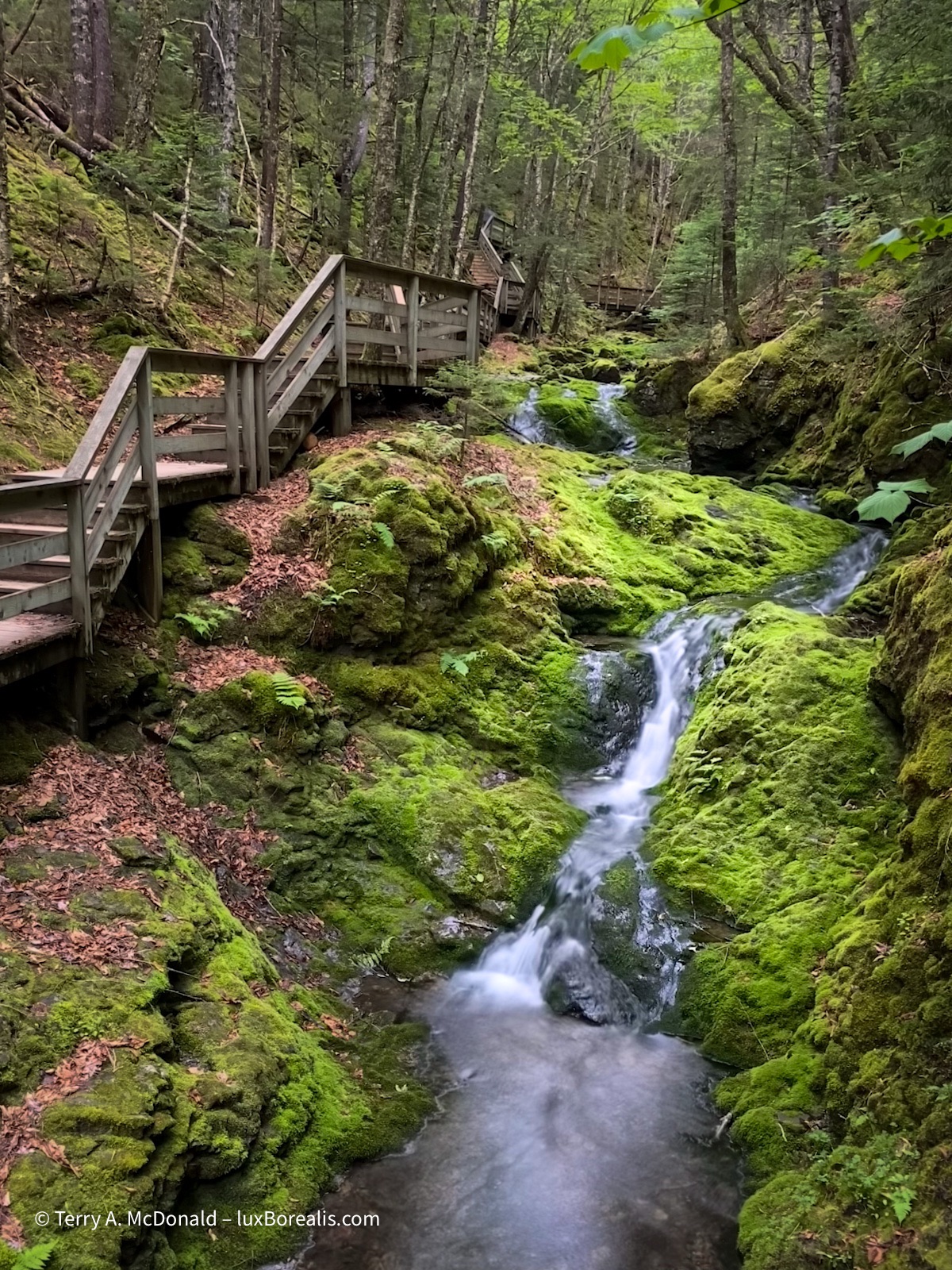 Dickson Falls Boardwalk
This iPhone photo shows the boardwalk along the waterfall, making clean compositions a challenge.