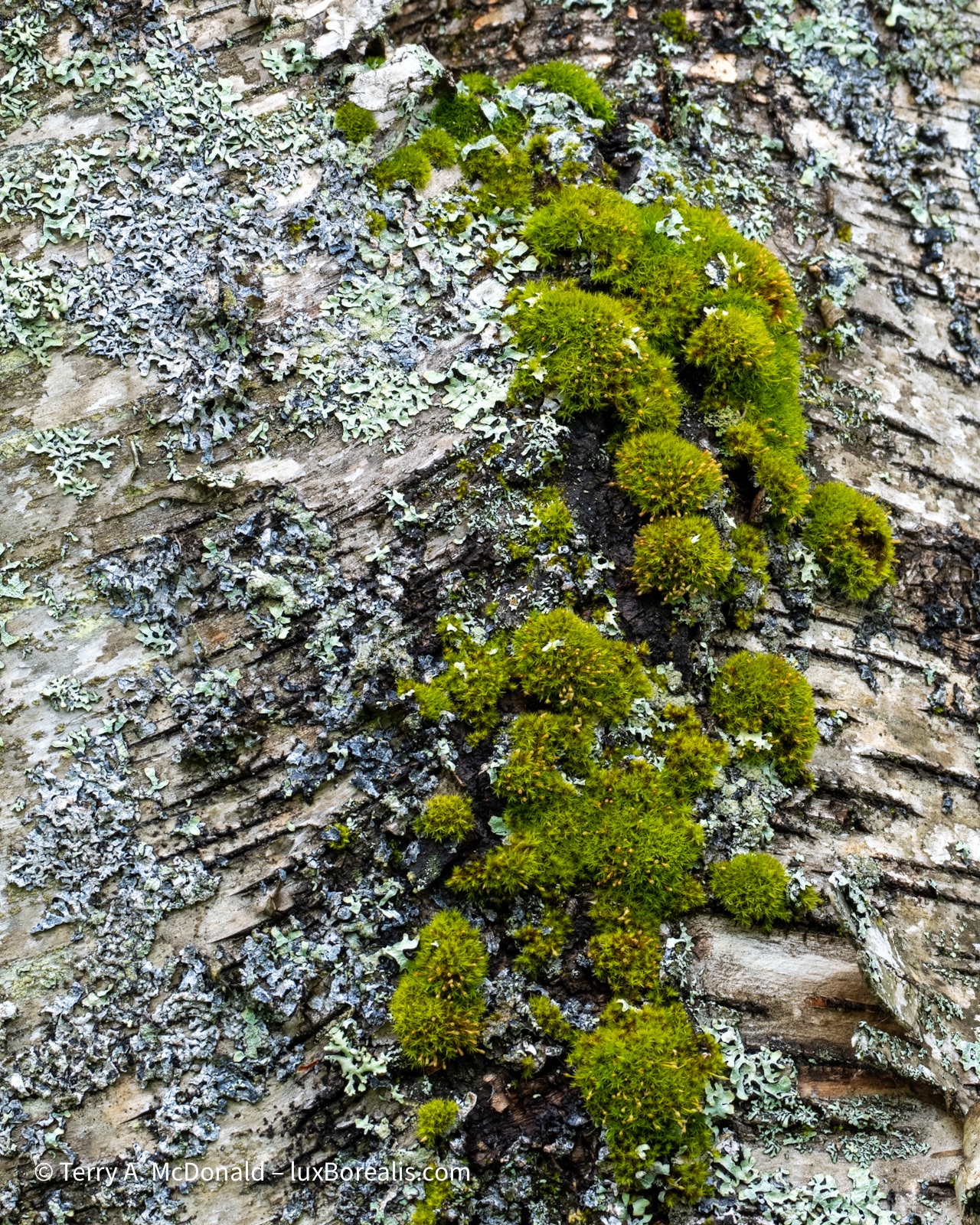 Detail: Lichen, Moss and Birch
Bright green pin cushions of moss cascade down the trunk or a white birch tree covered in lichen.