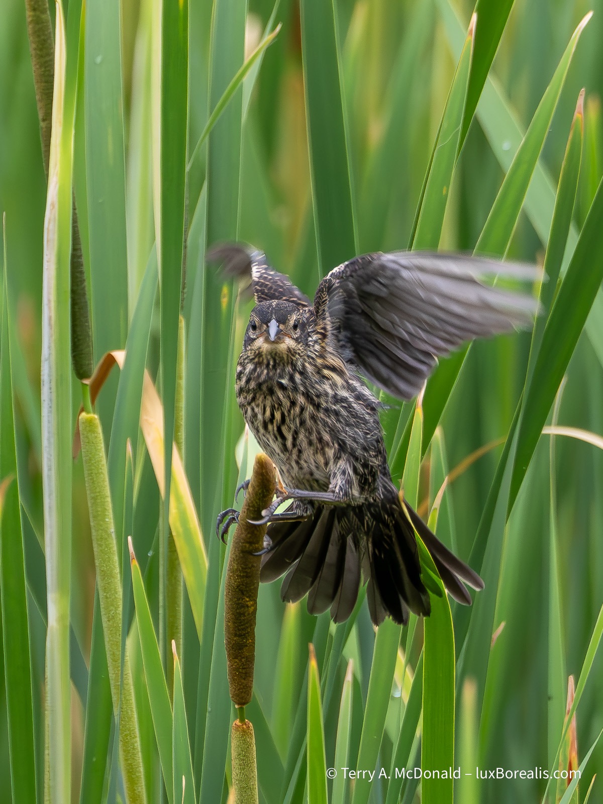 Learning to fly – a fledging Red-winged Blackbird flutters while trying to grab onto a brown cattail head amongst bright green cattail leaves.