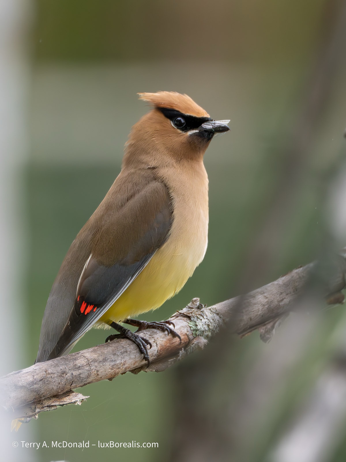 A cedar waxwing is perched in a branch with a flying insect in its beak.