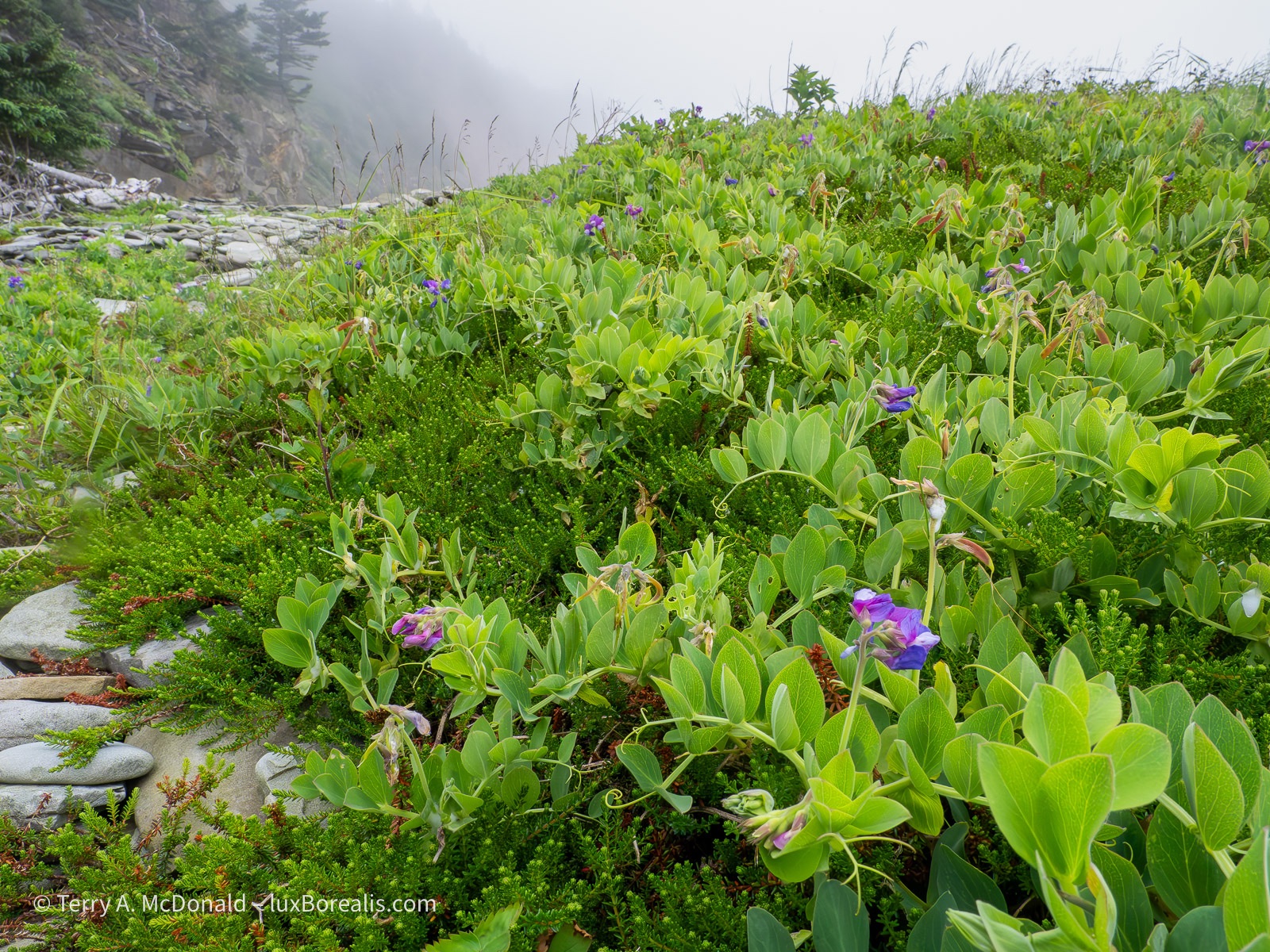 A mat of bright green beach pea plants and some kind of evergreen stretches across a mound of cobbles.