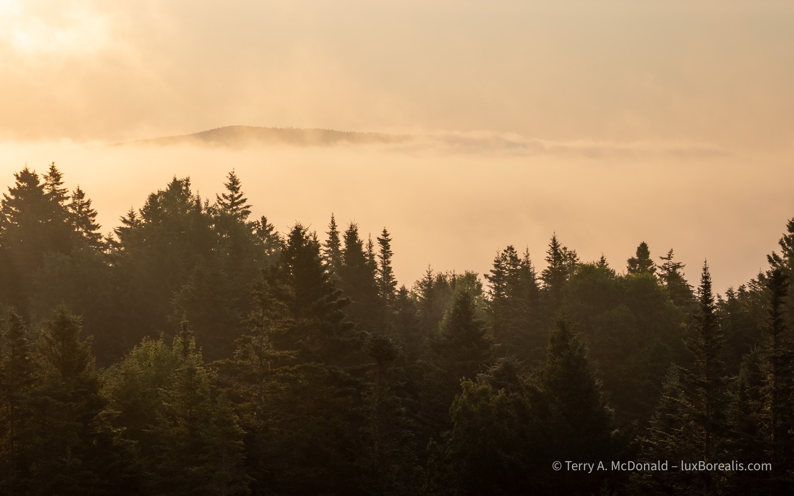 Fundy Dawn
The golden light of sunrise colours the fog and sky which back light the coniferous trees of the Acadian forest.