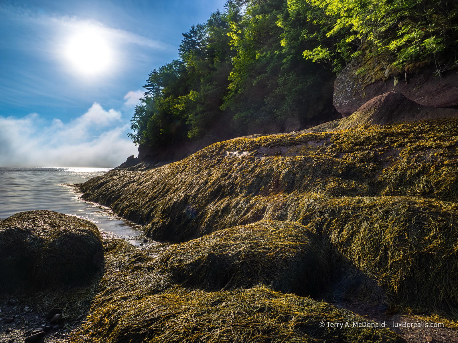 Rockweed and Receding Tide, Herring Cove, Fundy
Large, mats of yellow rockweed cover boulders are side lit by bright morning sunshine streaming in above a bank of fog on the Bay of Fundy.