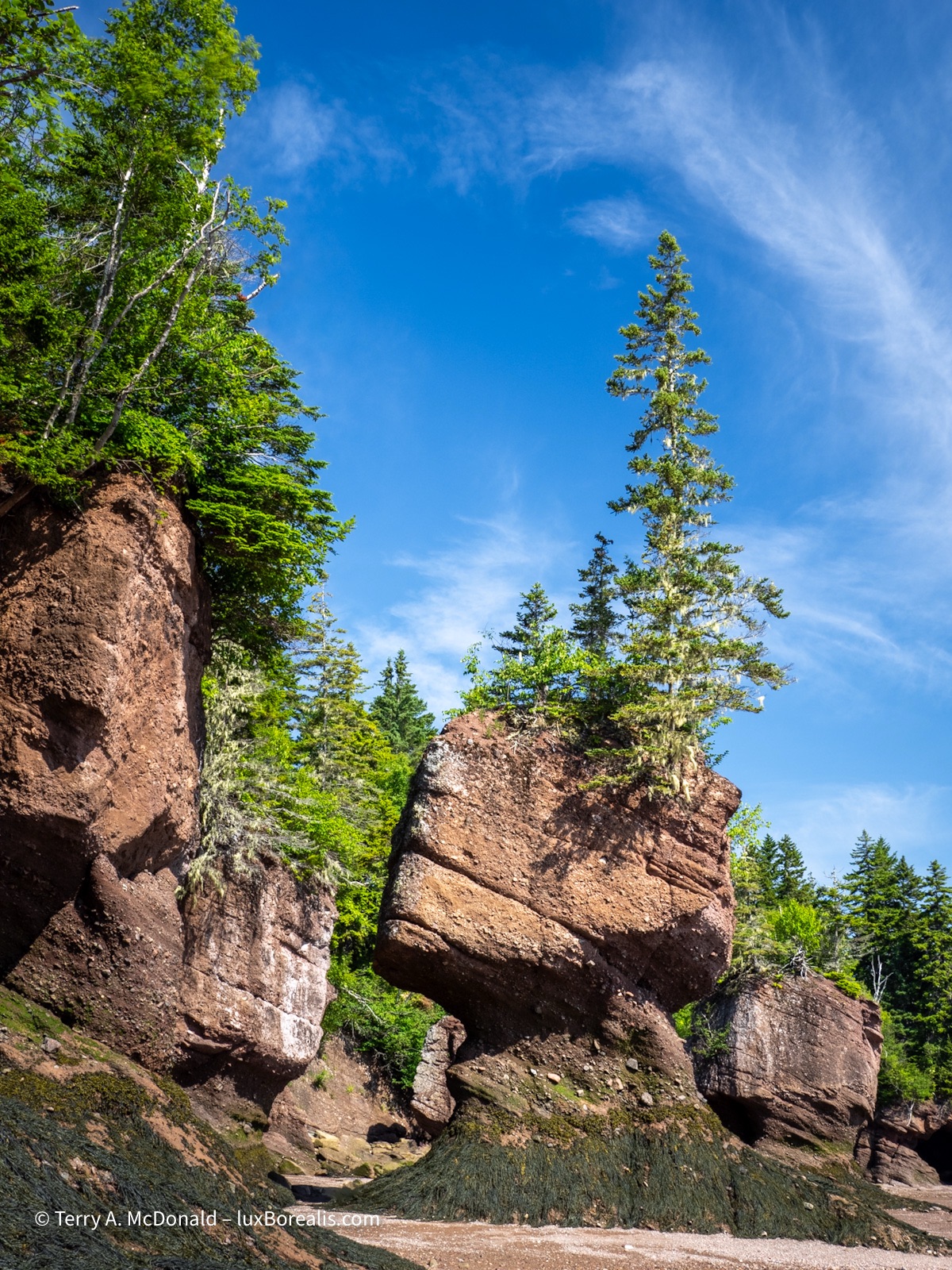 Sea Stacks, Hopewell Rocks
Tall, angular and eroded sea stacks with coniferous and deciduous trees growing on top stand at low tide, their bases covered in rockweed and algae.