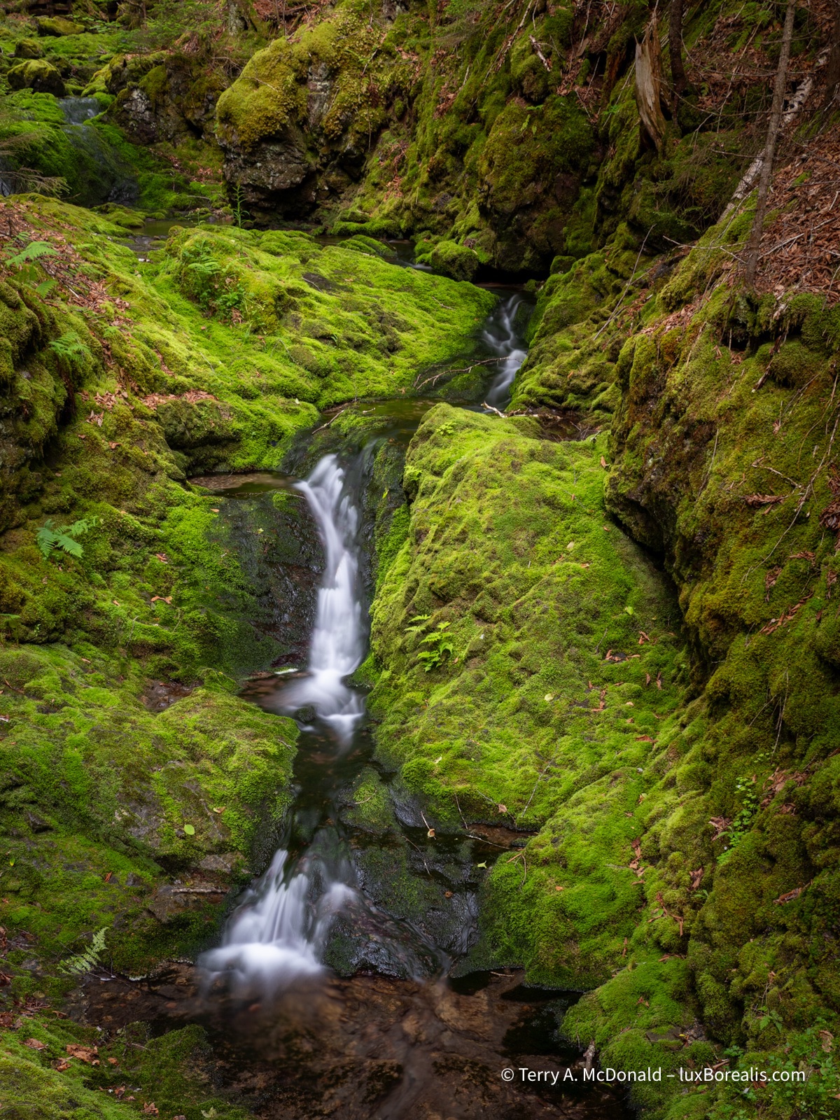 Dickson Falls, Fundy
The narrow band of Dickson Falls cascades down a rock face covered in bright, emerald-green moss into a shallow pool.