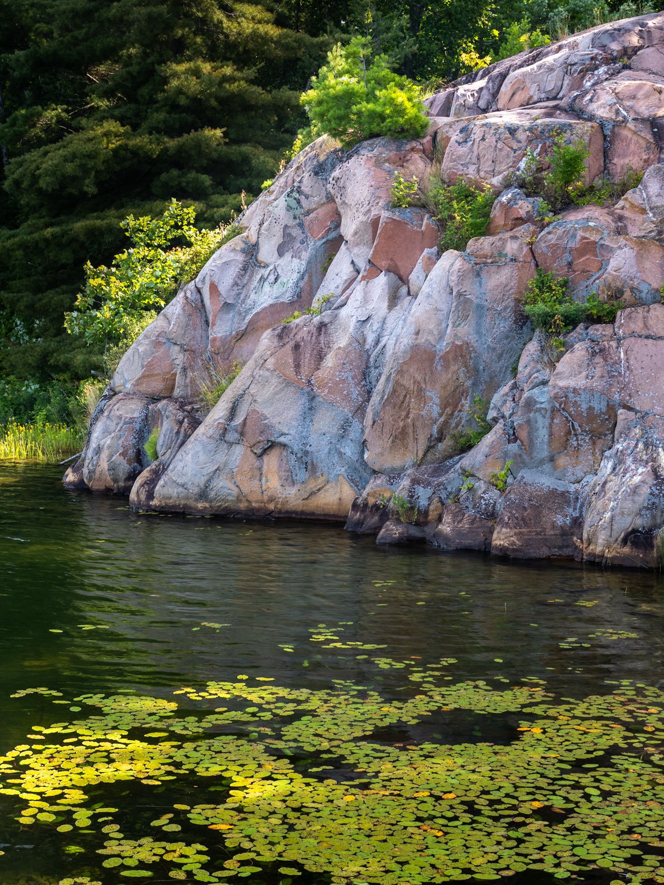 Pink Killarney granite and bright green foliage is backlit in the morning sun.