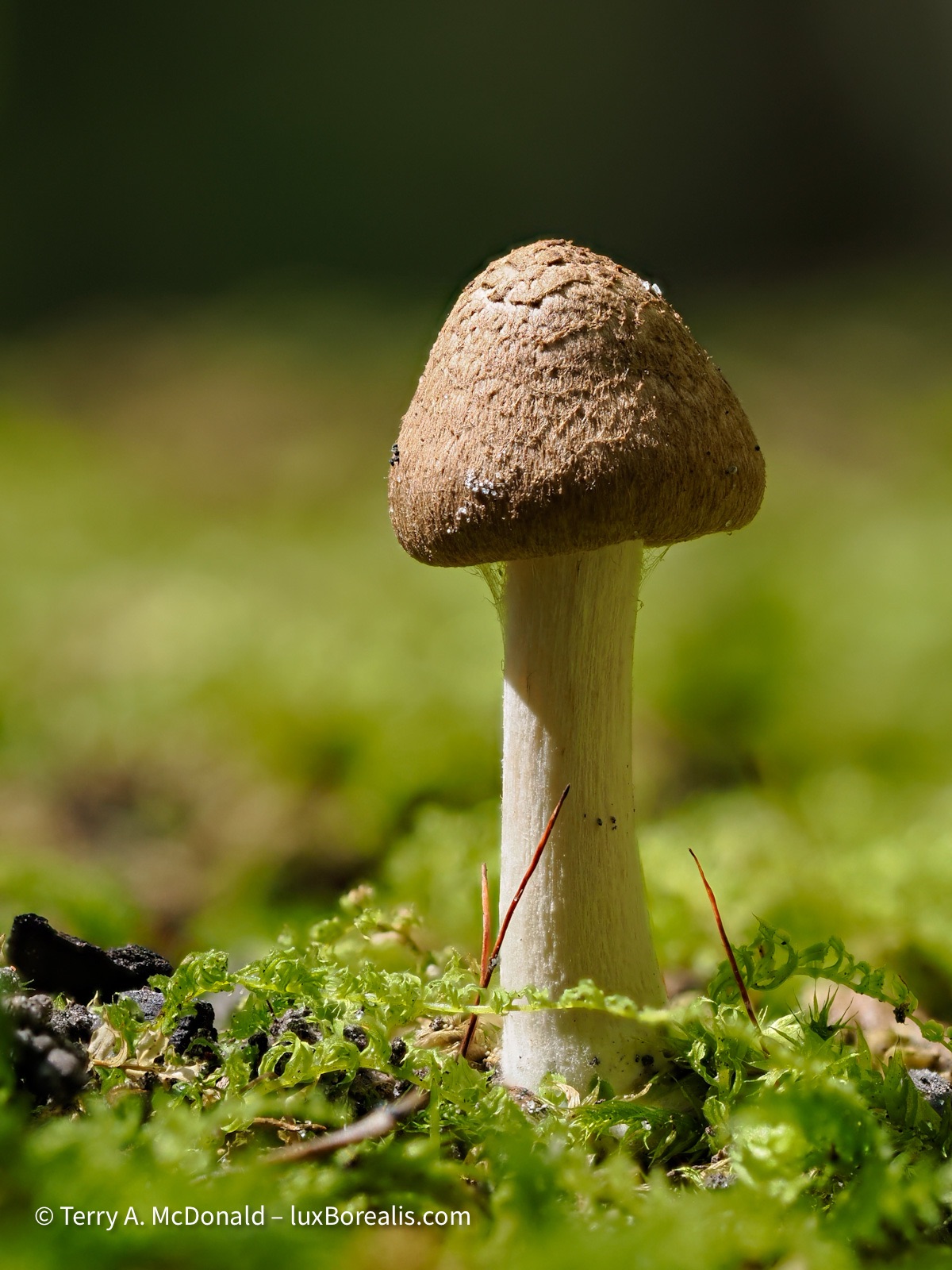 A small, 3cm mushroom with a white stalk and furry brown cap.
