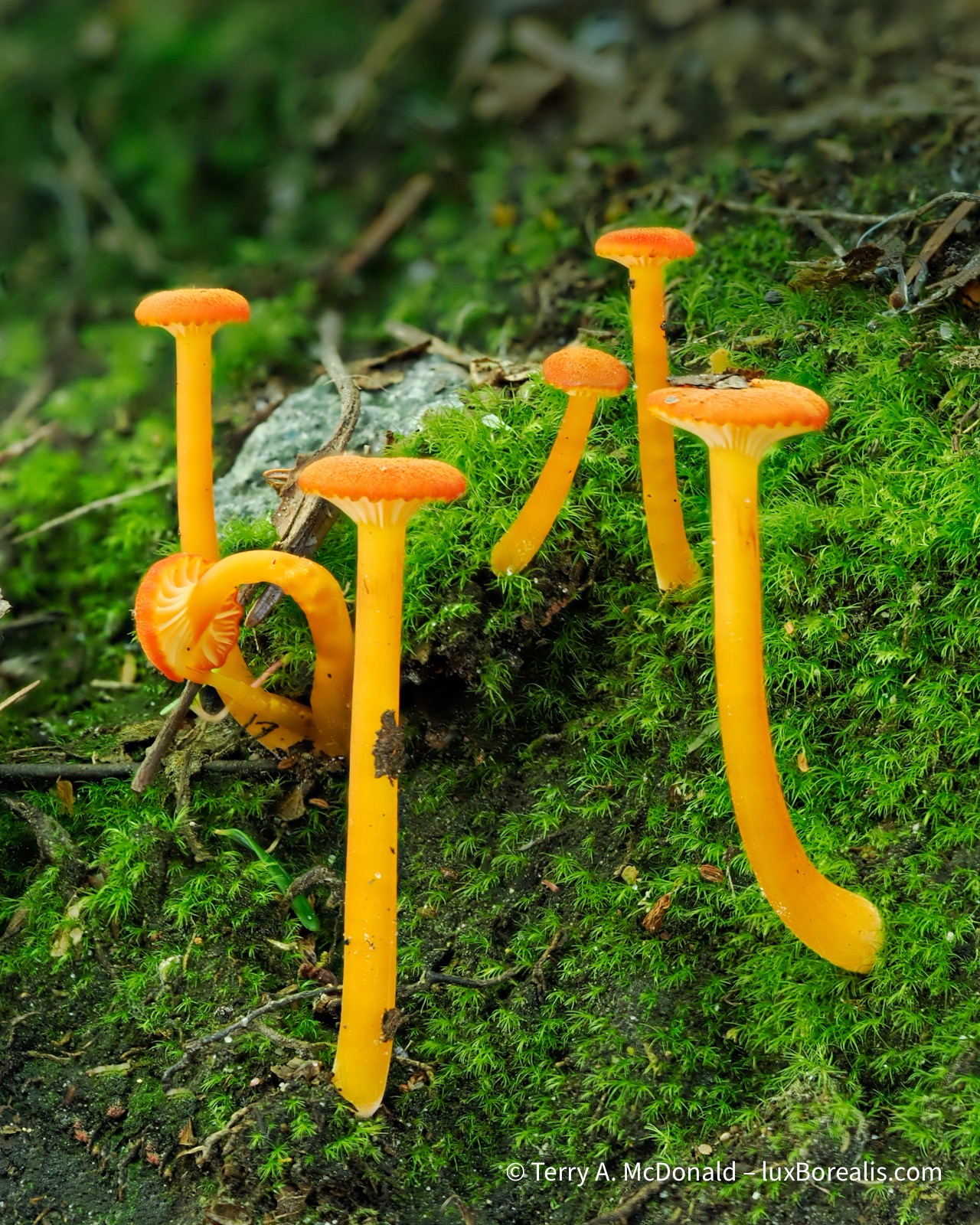 Tall thin bright orange mushrooms growing in a group ion bright green moss.