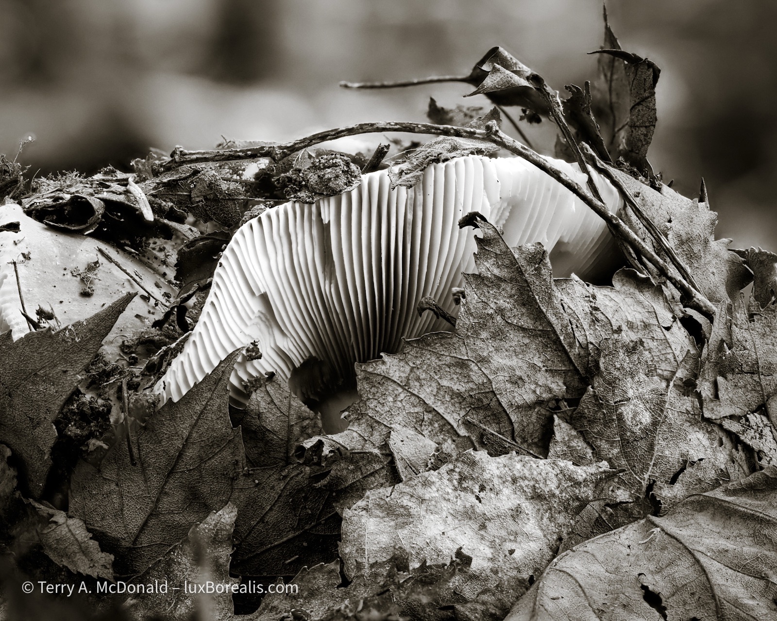 The gills of a large mushroom appear to be erupting from the leaf litter.