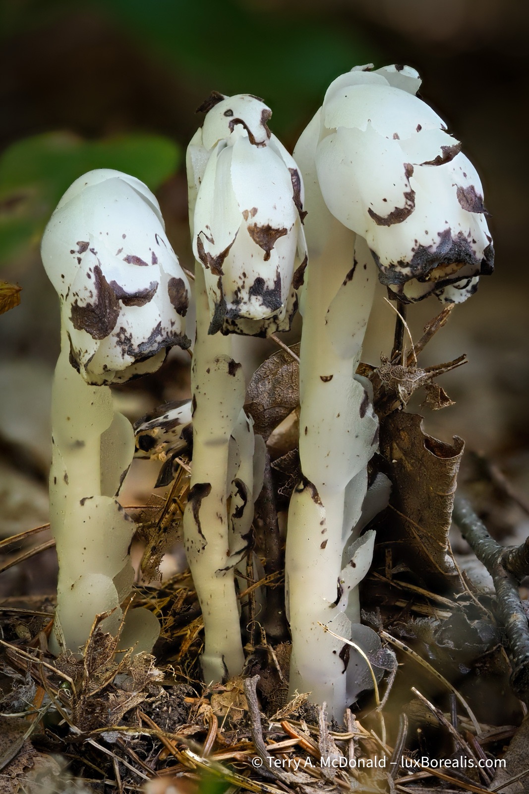 A group of the three ghost pipes—unique plants that are white as they lack chlorophyll.